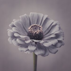 FTBR 1610 Zinnias