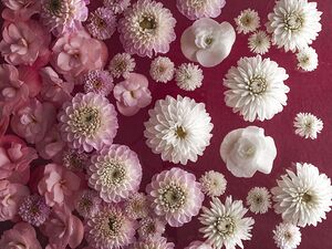 Dahlia Flowers Full Frame