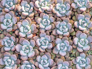 Succulents plant