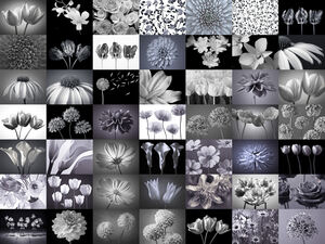 Flower Collage