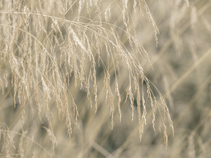 Ornamental Grass