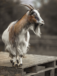 Goat in farm