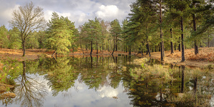 Trees by a lake