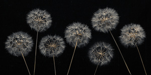 Dandelion Flowers