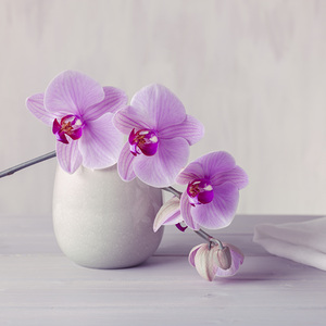 Orchid Opulence