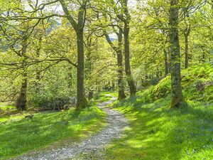 Pathway through trees in forest
