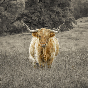 Highland Cow