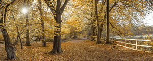 Pathway through Autumn forest