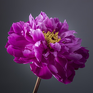 Peony flower