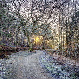 Misty Woodland Glare