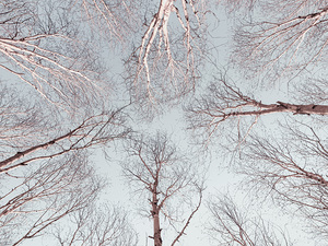 Branches Against Sky
