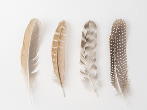 Soft Feather Array