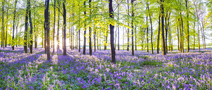 Bluebells forest sunlight