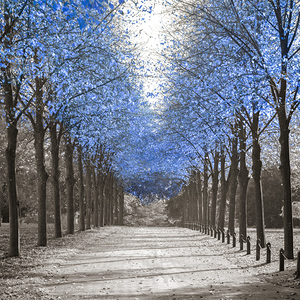 Avenue of Blue Trees