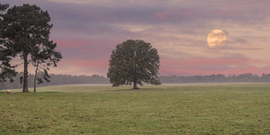 Trees in Meadow