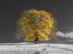 Tree on a hill yellow gold