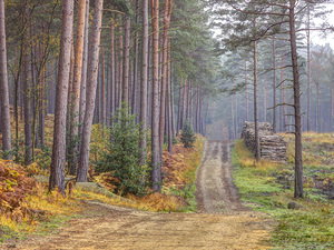 Road Through Autumn forest