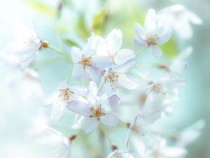 Springtime Blossoms