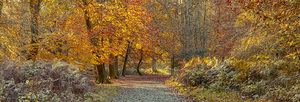 Pathway through Autumn Forest