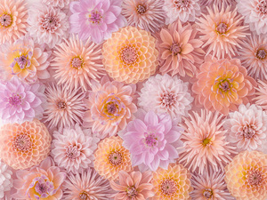 Floral Blush