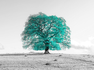 Tree on a hill
