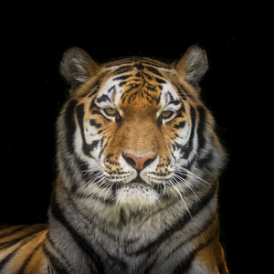 Tiger in the Shadows