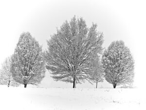 Under a Blanket of White