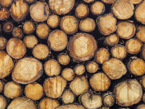 Wood logs