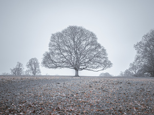 Ethereal Tree