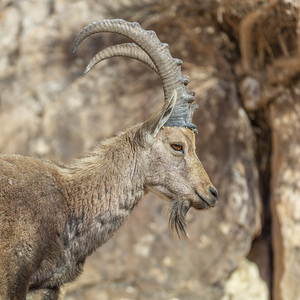 Nubiana Ibex Israel