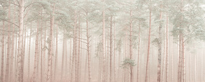Misty Woodlands