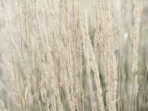 Ornamental Grass