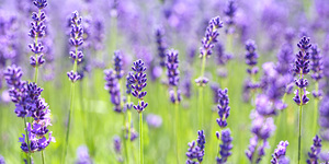 Lavender Dreams