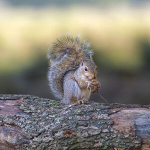 Nut Muncher
