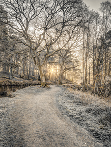 Forest Pathway