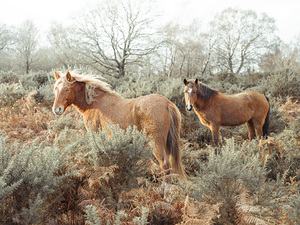 Horses in the Wild