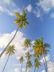 Blue Sky and Palms Paradise
