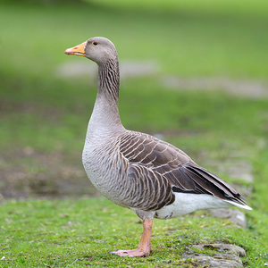 Goose Gracefully Roaming