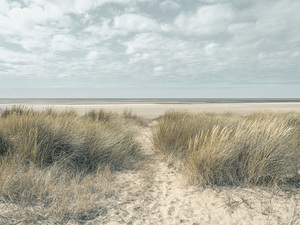 Grassy Dunes and Coastal Peace