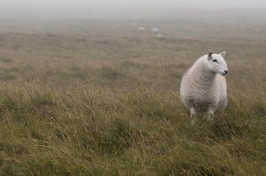 A Sheep standing on grass in mist