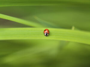 Ladybug 