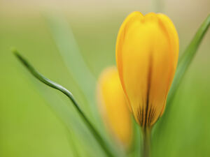 Yellow Crocus