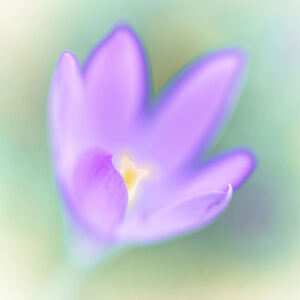 Crocus Flower