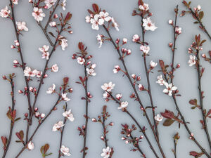Ornamental Cherry Plant