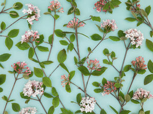 Viburnum Juddii Flowers