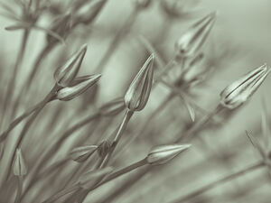 Symphony of Alliums