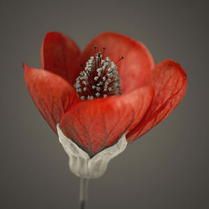 Red Abutilon Nabob