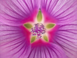 Purple Lavatera Flower