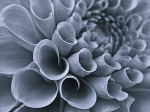 Petal Symphony