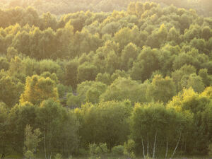 Twilight Canopy